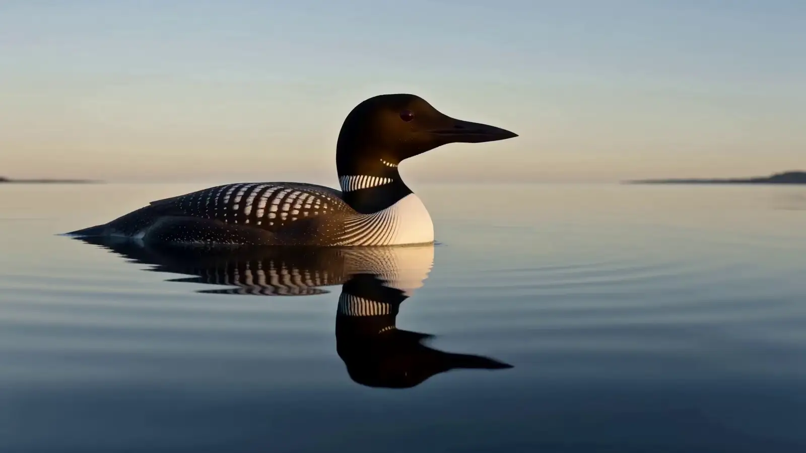 Ein Polartaucher liegt auf ruhigem Wasser.