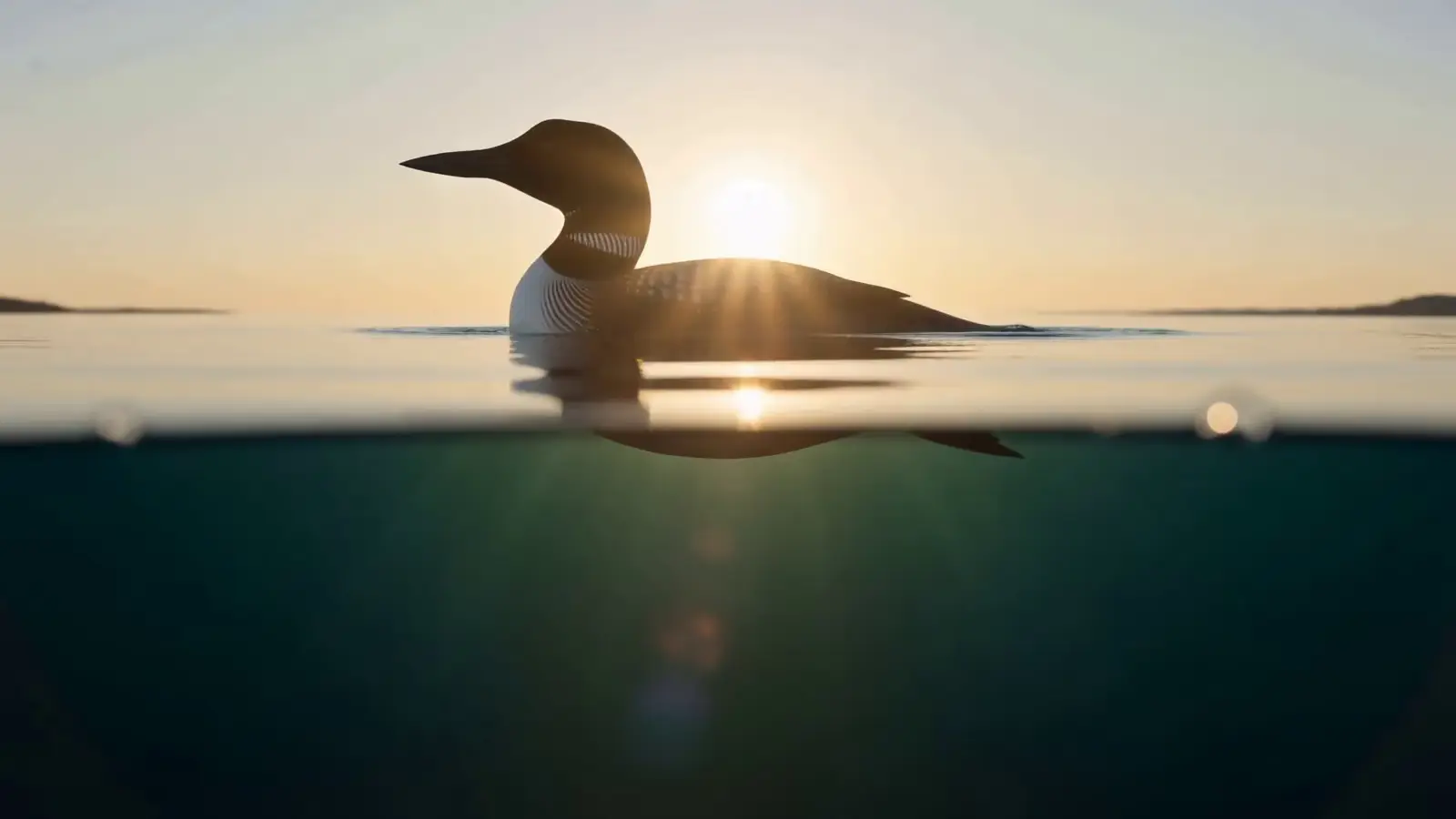 Ein Polartaucher ruht auf dem Wasser.